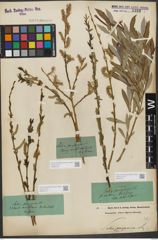 Foto von Salix purpurea L.